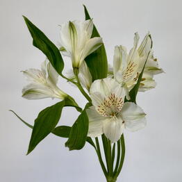 Chayka Flowers