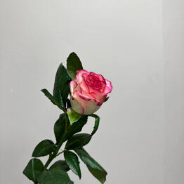 MAD PEONY