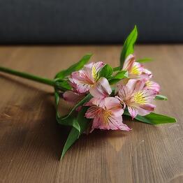 Цветы и Клубника