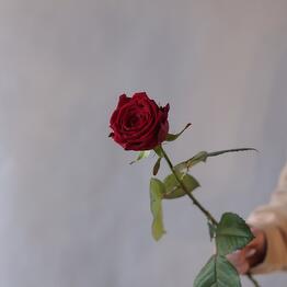 Rose one-headed red red naomi