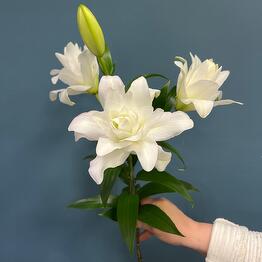 Flora