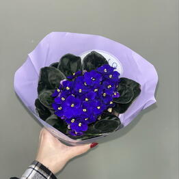 Сенполия (фиалка) розовая