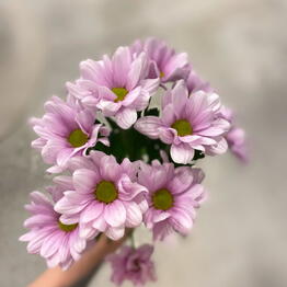 Eto_po_lyubvi.House flowers.