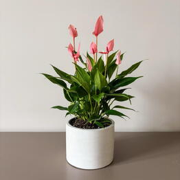 Musa Plants