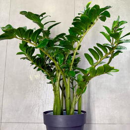 Green Lavka 37