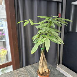 Gardeniya