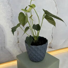 Eva flora