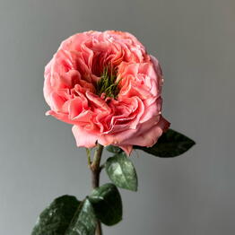 Tvoy Florist
