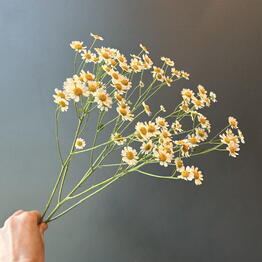Flowers titan