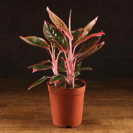 LuxuryPlants