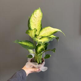 DEMELY flowers