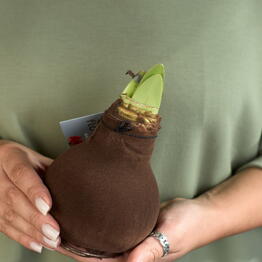 Margoplants