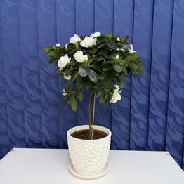 SUNFLOR