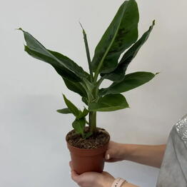 Florideya 