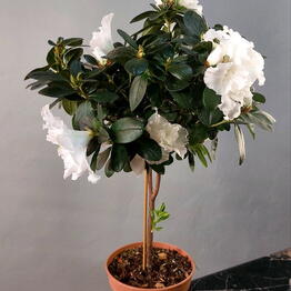 Flone
