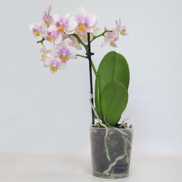 FloraManiya