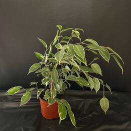 Indoor plant Ficus Benjamin King
