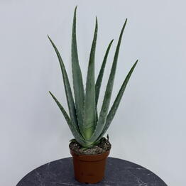 Edelda Flowers