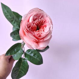 FLOWIA