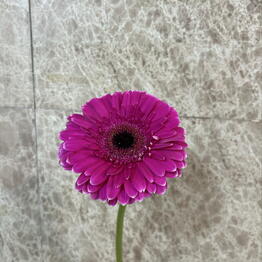 Alive Flowers