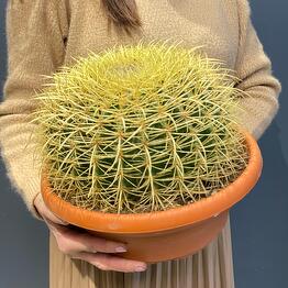 Echinocactus Tsarevich