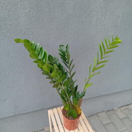 Modniy Buket