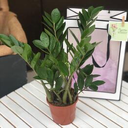 Planta de interior Zamiokulkas