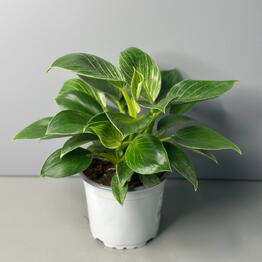 Филодендрон (PHILODENDRON BIRKIN)
