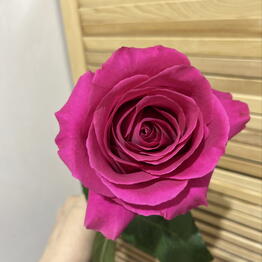 RAYYAN FLOWERS
