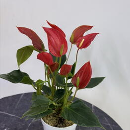 Edelda Flowers