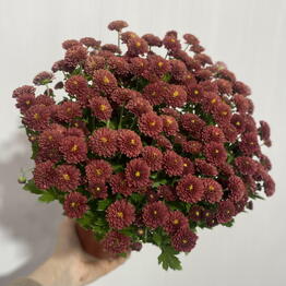 ROCOCO FLOWER