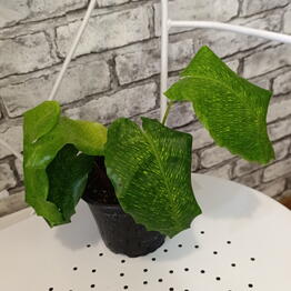 MonstERa
