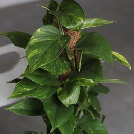 BoTaNika