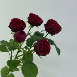 Edelda Flowers