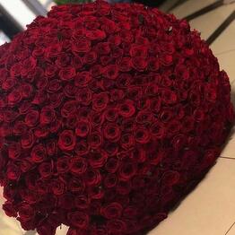 201 rosa roja
