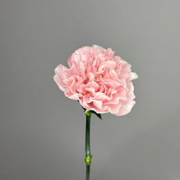 ANMI FLOWERS