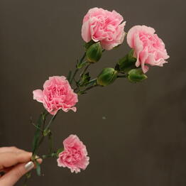 Rose Room - Утёсов
