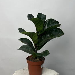 Yanacvetok