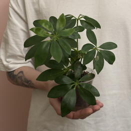 Plan Plants
