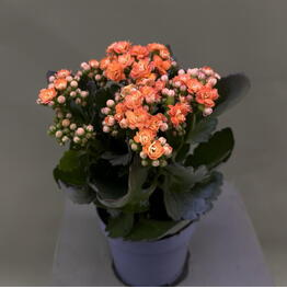 BB Flowers