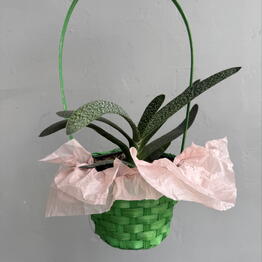  Success Flowers