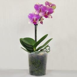 FloraManiya