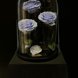 INFINITY ROSES