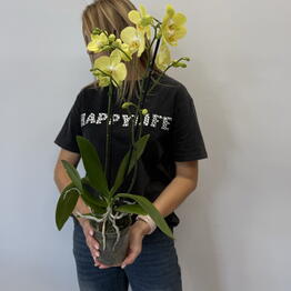 Cvety Florideya