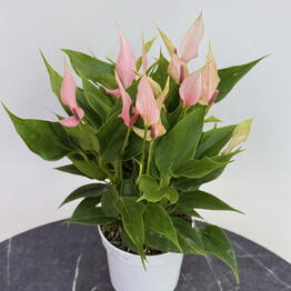 Edelda Flowers