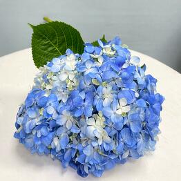Ideal flowers