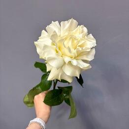 Rosa Flower Studio 