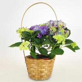 FloraManiya