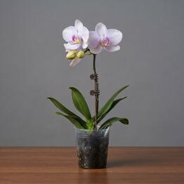April_Plants