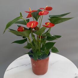Art Flora